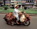 live to ride