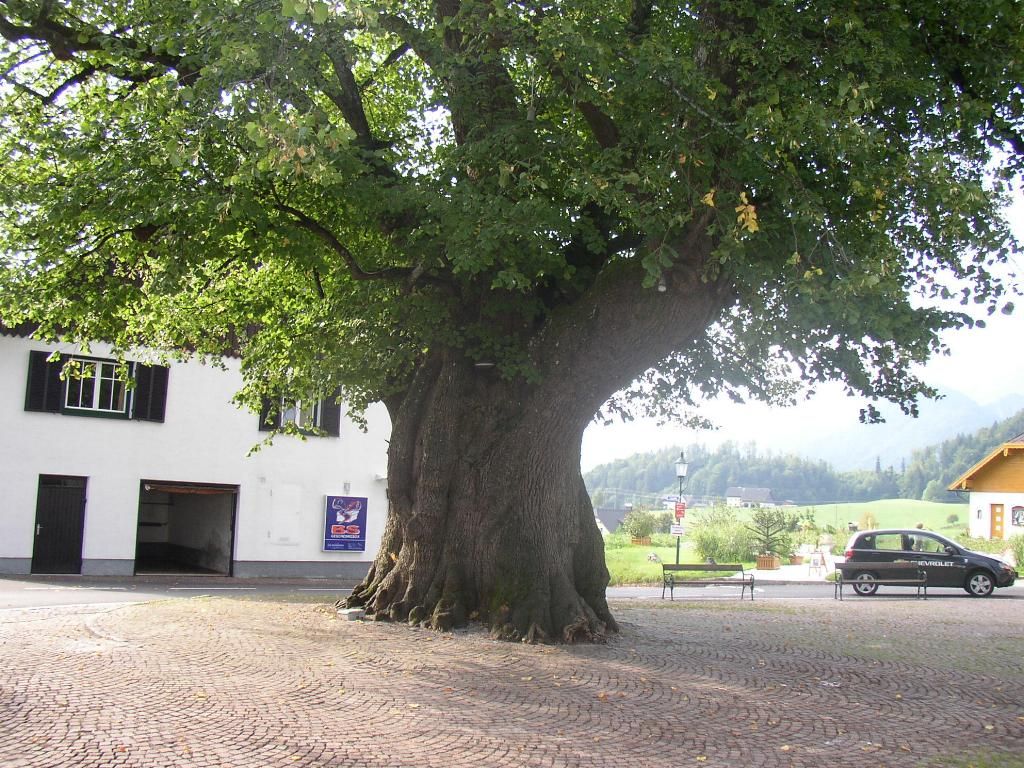 Stromeček